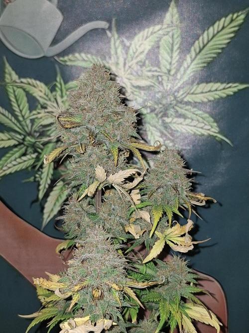 BPP #test 2️⃣. Week 9