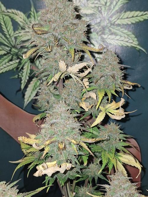 BPP #test 2️⃣. Week 9