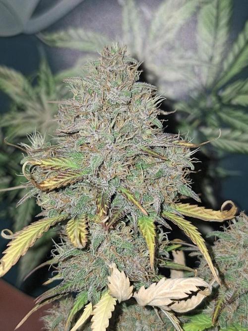 BPP #test 2️⃣. Week 9