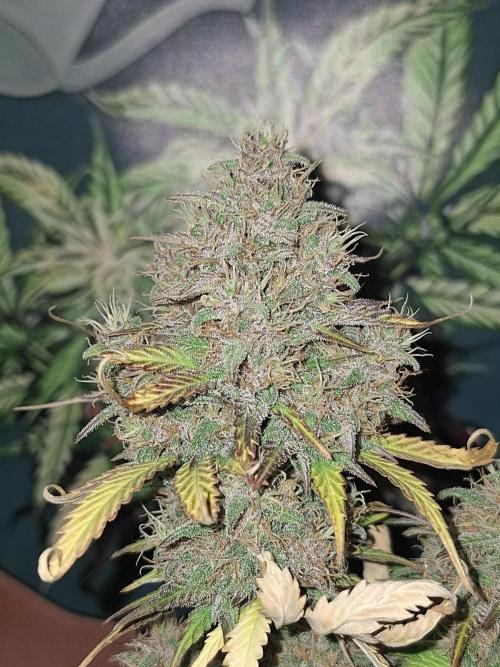 BPP #test 2️⃣. Week 9