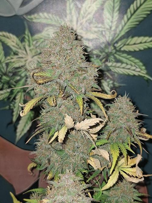 BPP #test 2️⃣. Week 9