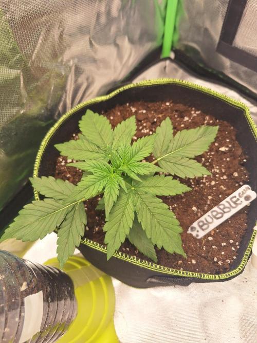 Bubblegum AUTO 🎀. Week 3