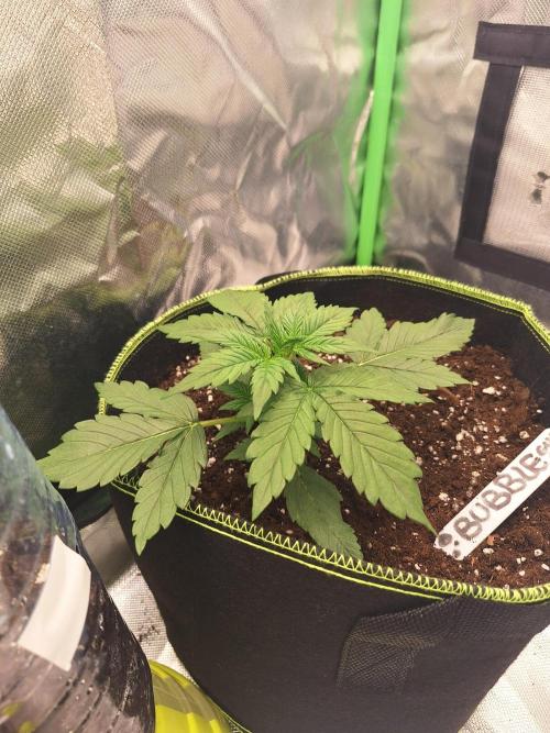 Bubblegum AUTO 🎀. Week 3