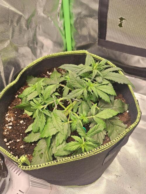 Bubblegum AUTO 🎀. Week 4