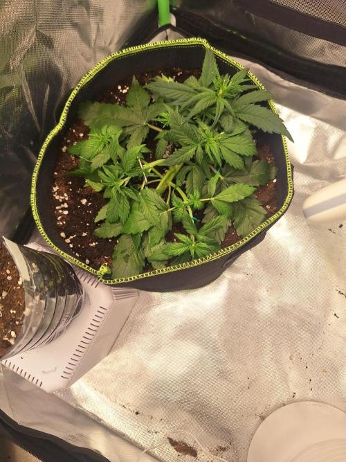 Bubblegum AUTO 🎀. Week 4