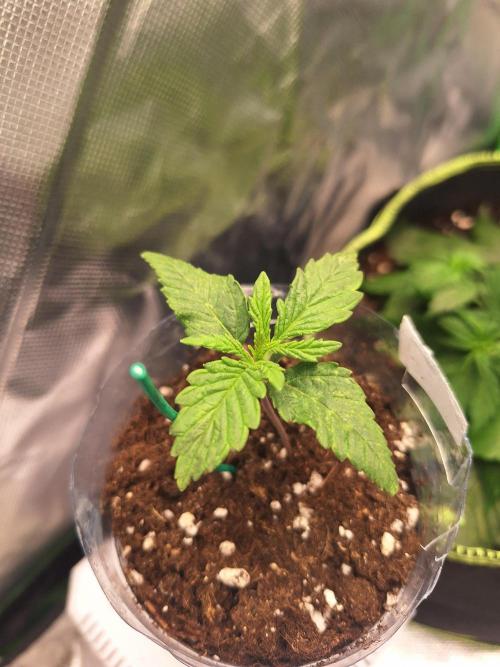 Nicole Kush #unknow. Week 2