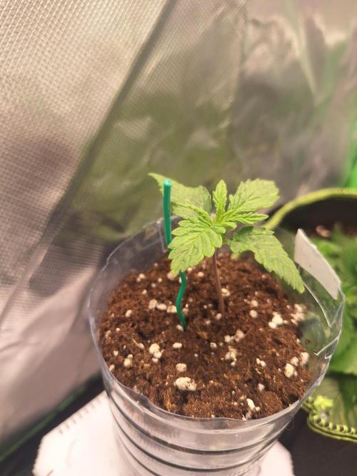 Nicole Kush #unknow. Week 2