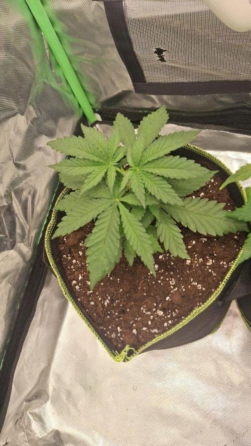 Nicole Kush #unknow. Week 4