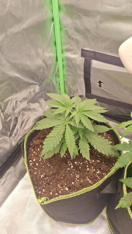 Nicole Kush #unknow. Week 4