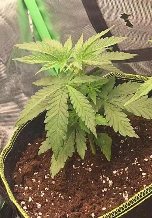 Nicole Kush #unknow. Week 4