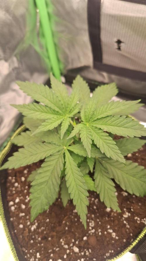 Nicole Kush #unknow. Week 4