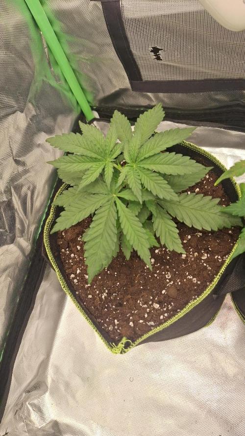 Nicole Kush #unknow. Week 4