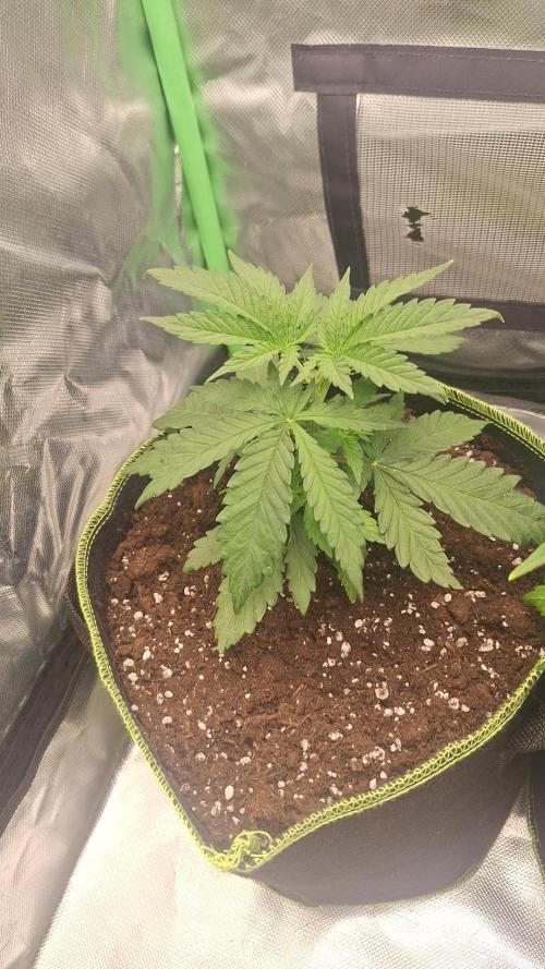 Nicole Kush #unknow. Week 4