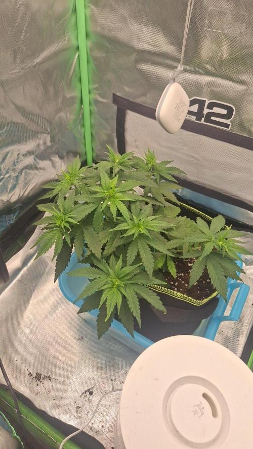 Nicole Kush #unknow. Week 6