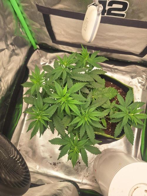 Nicole Kush #unknow. Week 6