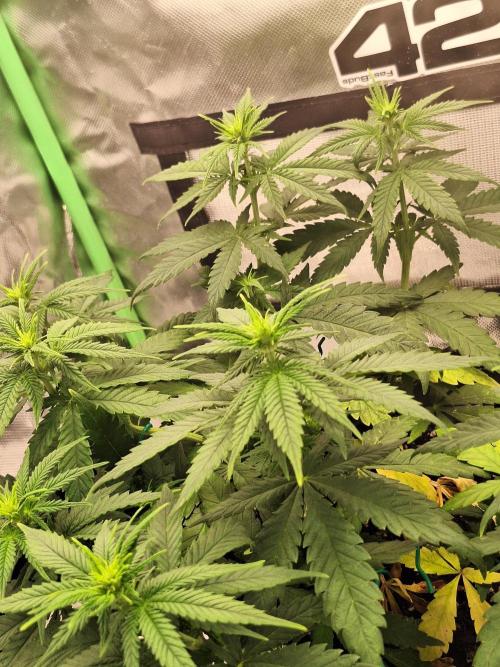 Nicole Kush #unknow. Week 7