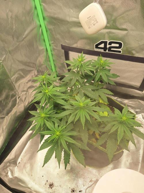 Nicole Kush #unknow. Week 7