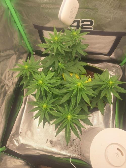 Nicole Kush #unknow. Week 7