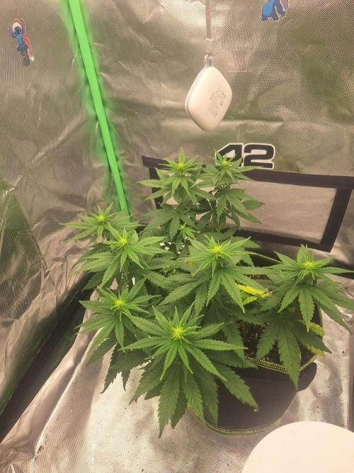 Nicole Kush #unknow. Week 7