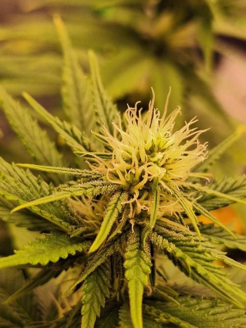 Nicole Kush #unknow. Week 9