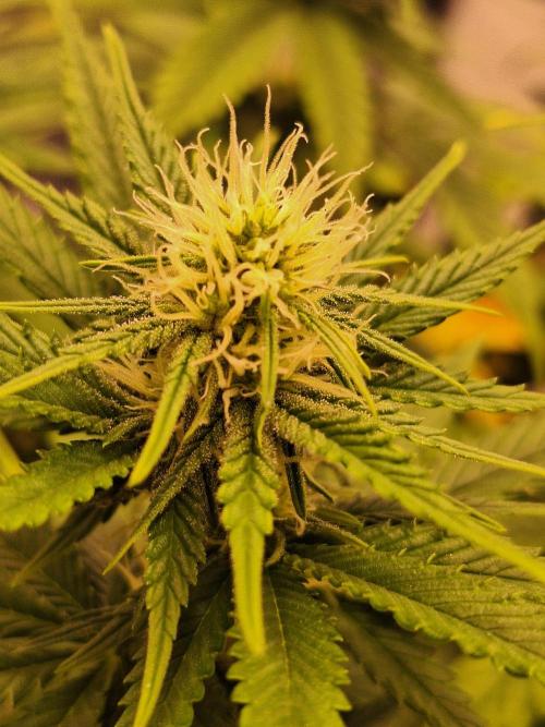 Nicole Kush #unknow. Week 9