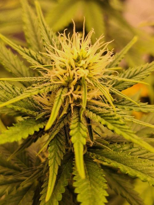 Nicole Kush #unknow. Week 9