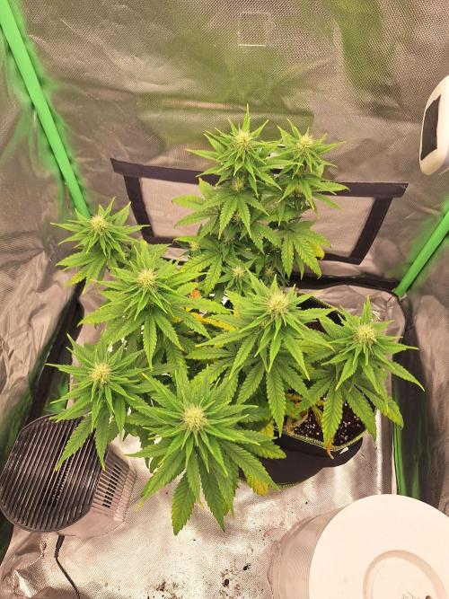 Nicole Kush #unknow. Week 9