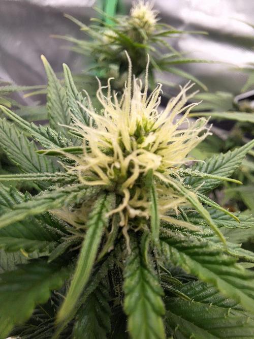 Nicole Kush #unknow. Week 9