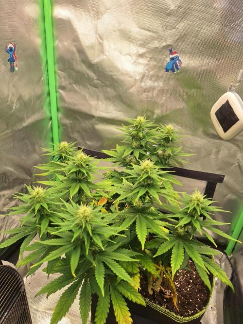 Nicole Kush #unknow. Week 9