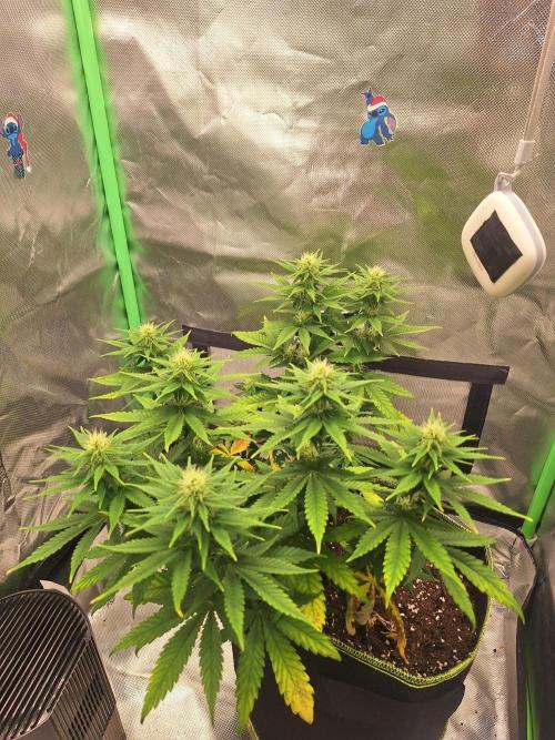 Nicole Kush #unknow. Week 9