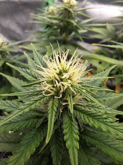 Nicole Kush #unknow. Week 9