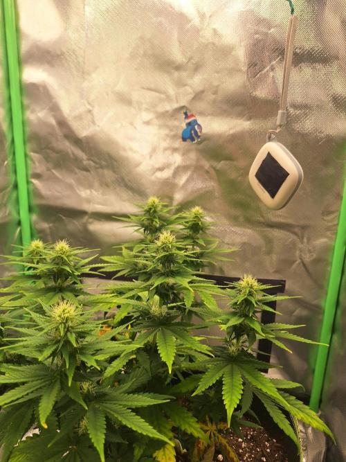 Nicole Kush #unknow. Week 9