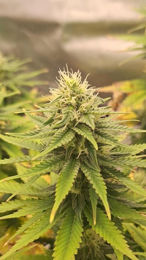 Nicole Kush #unknow. Week 10