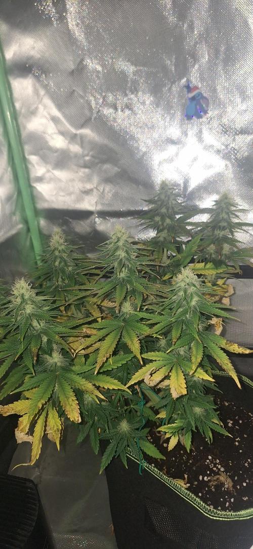 Nicole Kush #unknow. Week 10