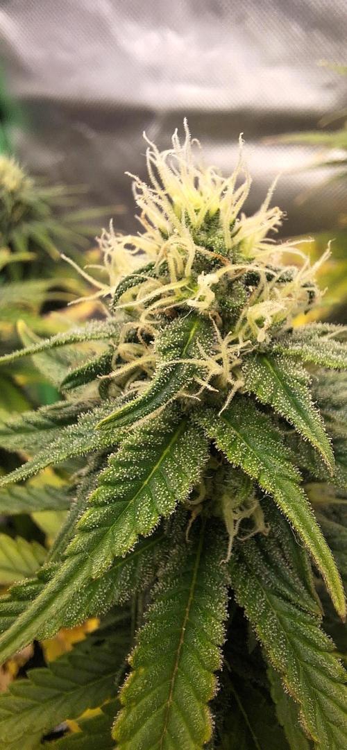 Nicole Kush #unknow. Week 10