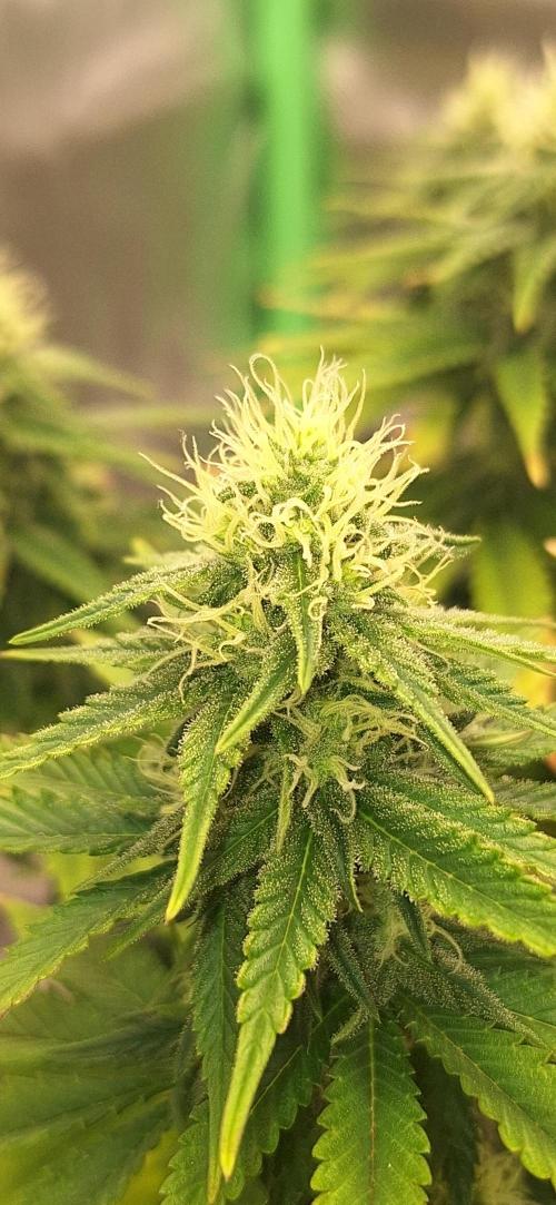 Nicole Kush #unknow. Week 10