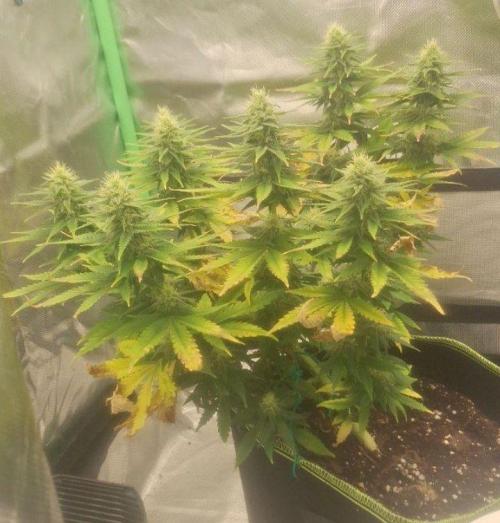 Nicole Kush #unknow. Week 10