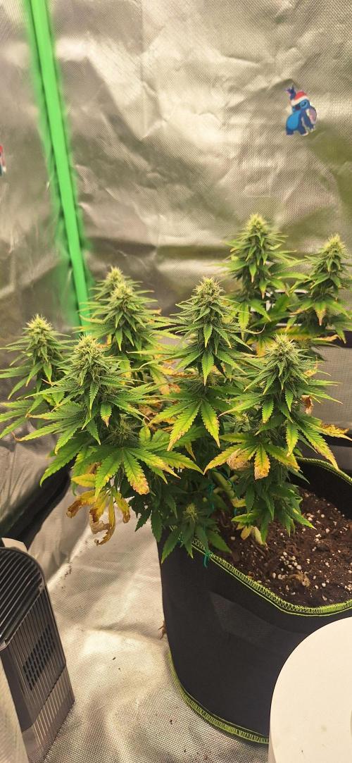 Nicole Kush #unknow. Week 10