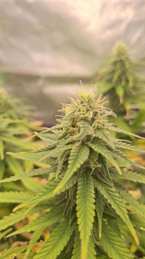 Nicole Kush #unknow. Week 10