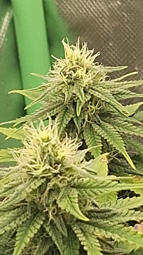 Nicole Kush #unknow. Week 10