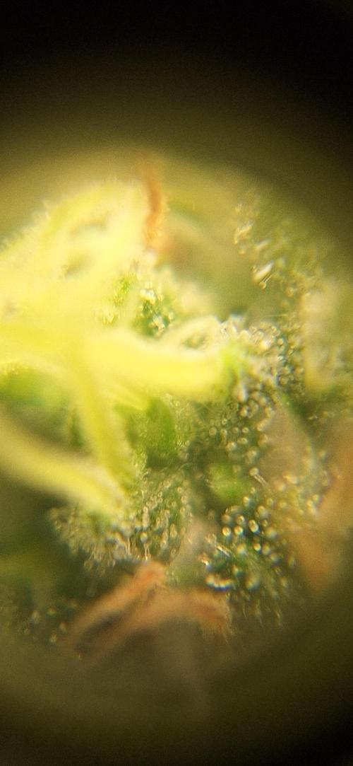 Nicole Kush #unknow. Week 10