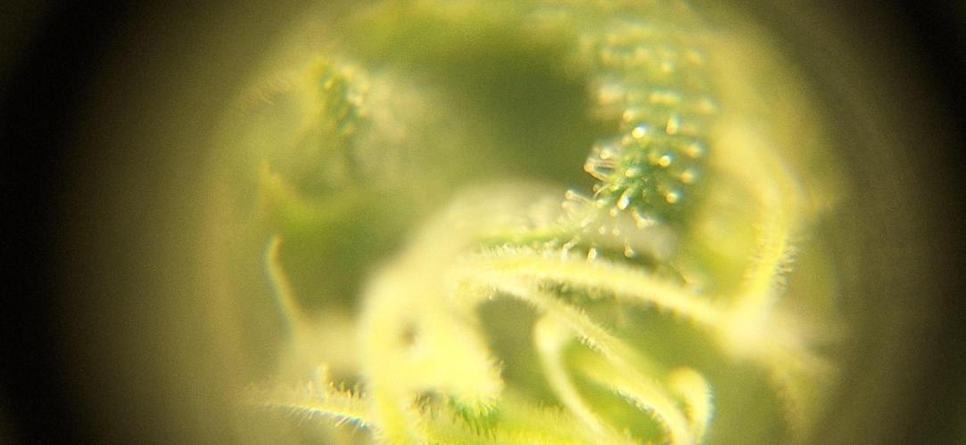 Nicole Kush #unknow. Week 10