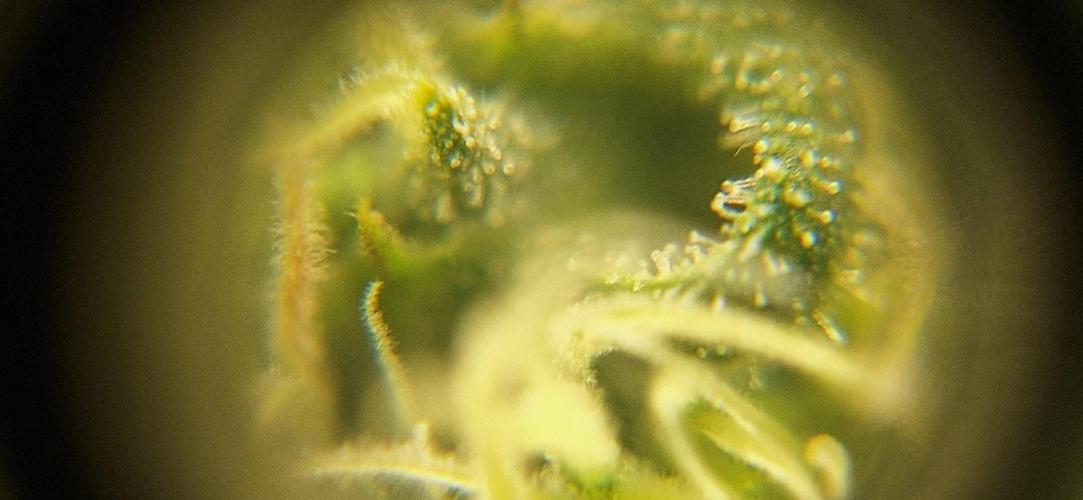 Nicole Kush #unknow. Week 10