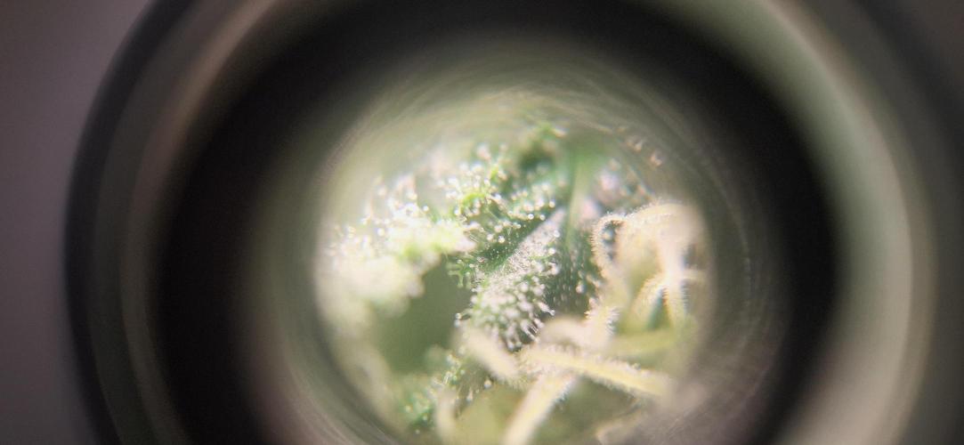 Nicole Kush #unknow. Week 10