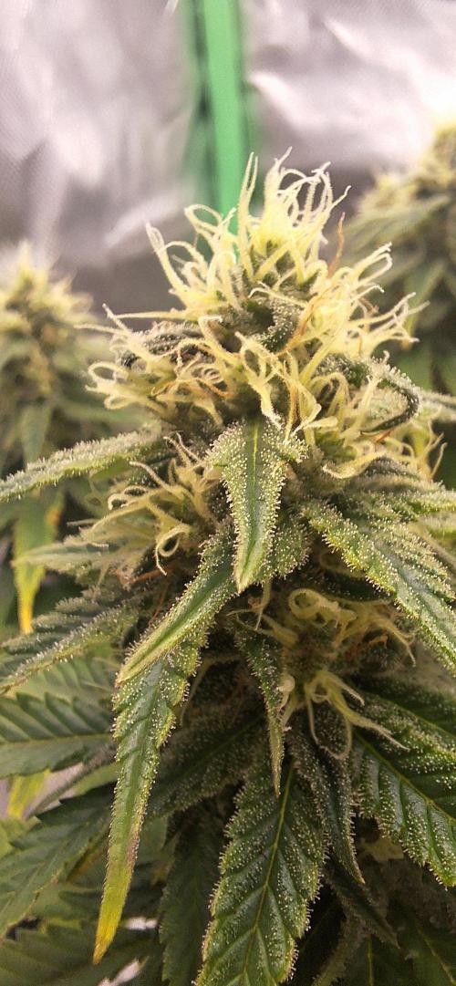 Nicole Kush #unknow. Week 10