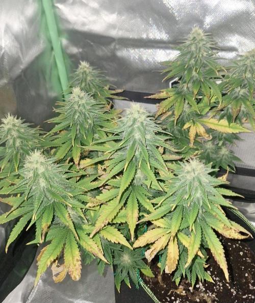 Nicole Kush #unknow. Week 10