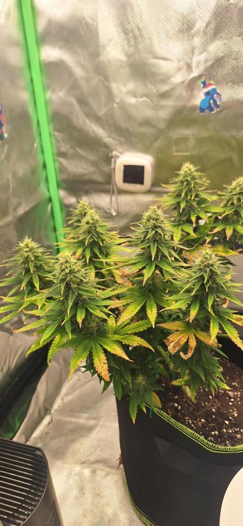 Nicole Kush #photo. Week 11