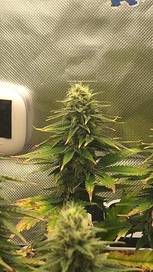 Nicole Kush #photo. Week 11