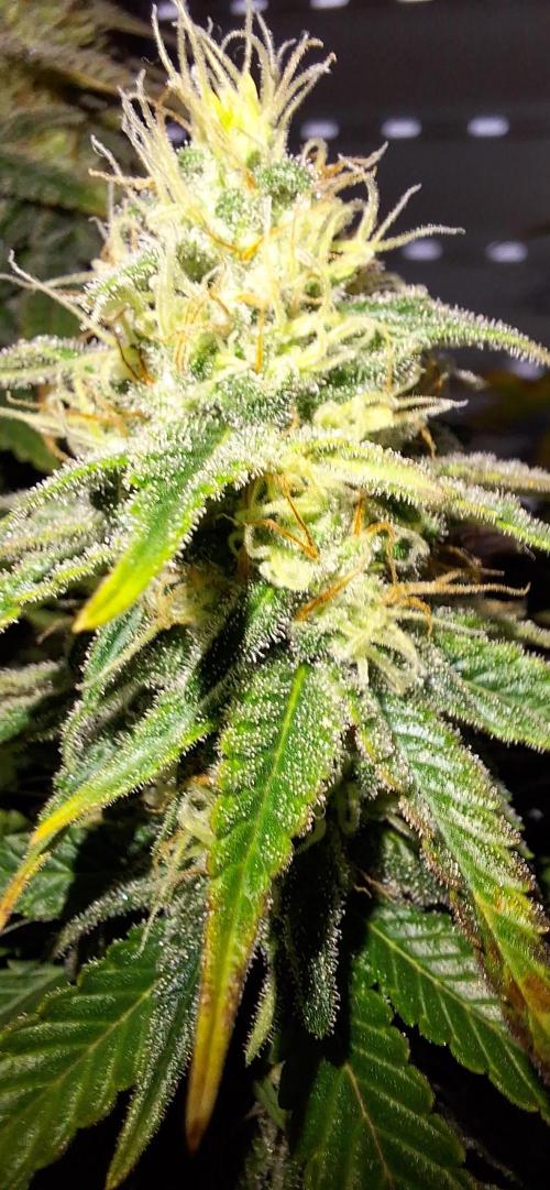 Nicole Kush #photo. Week 11