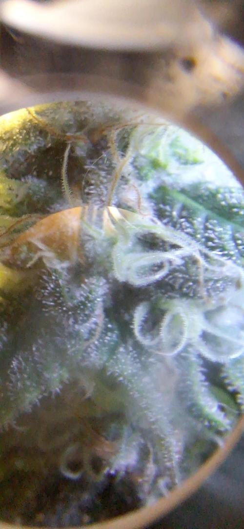 Nicole Kush #photo. Week 11